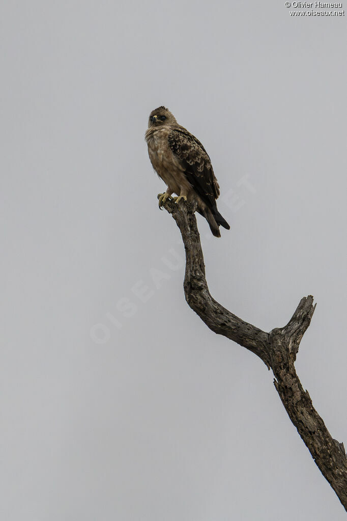 Aigle de Wahlberg, identification