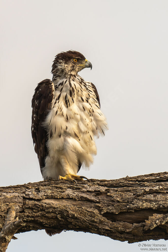 Aigle fasciéadulte, identification