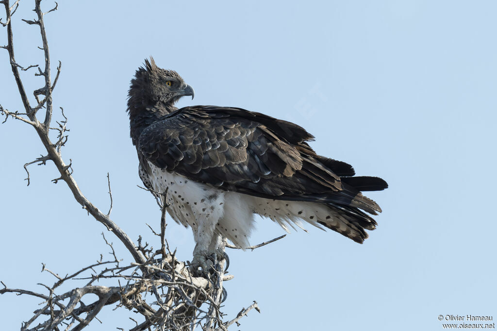Aigle martialadulte, identification