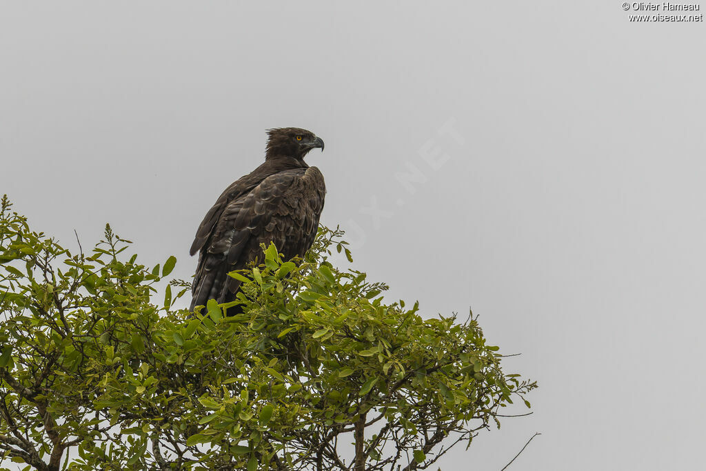 Aigle martialadulte, identification