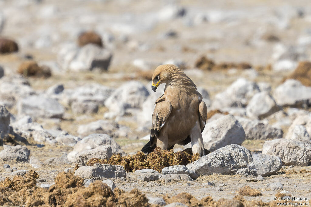 Aigle ravisseuradulte, identification
