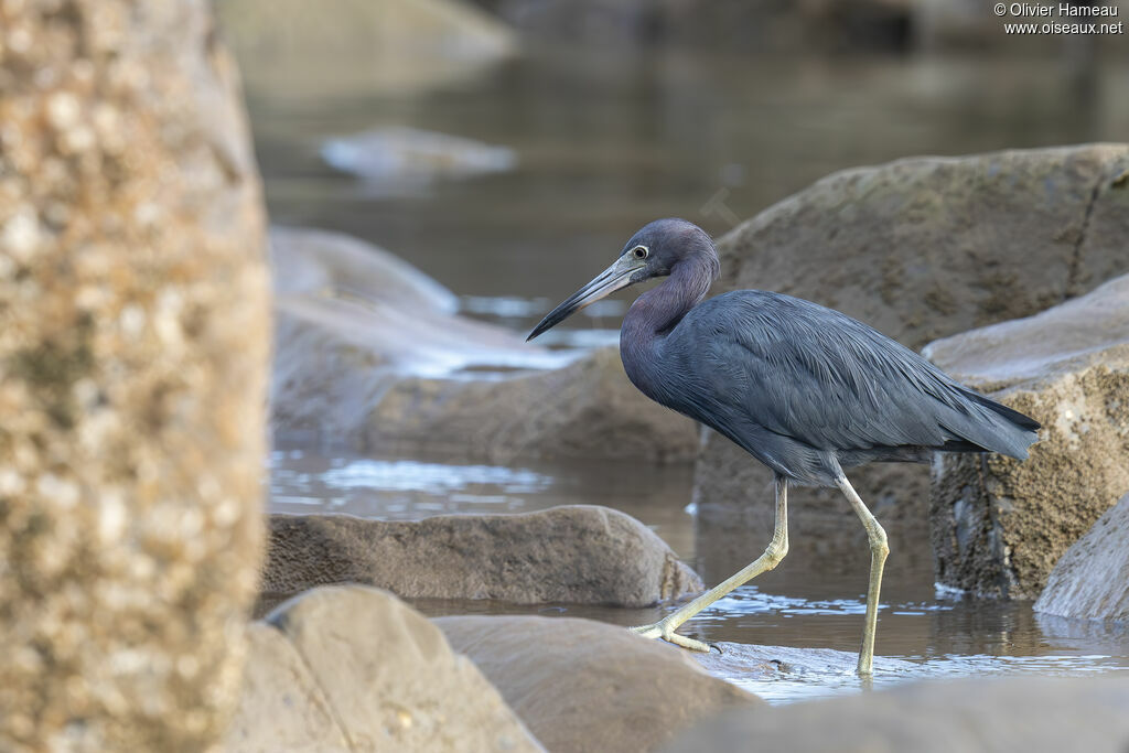 Aigrette bleue