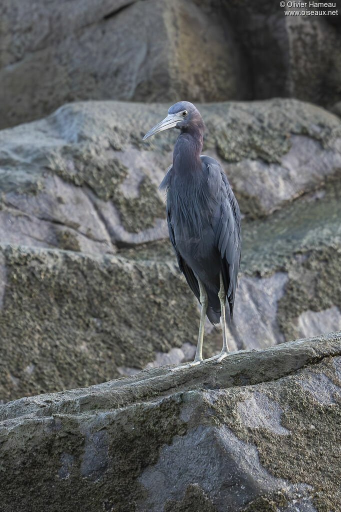 Aigrette bleue