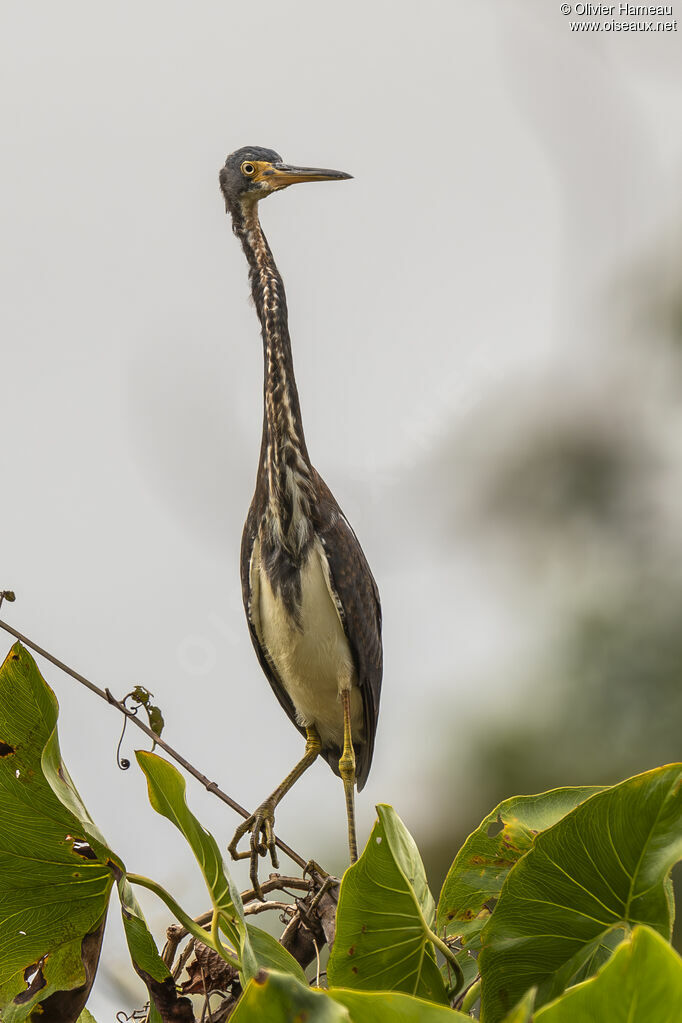 Aigrette tricolore