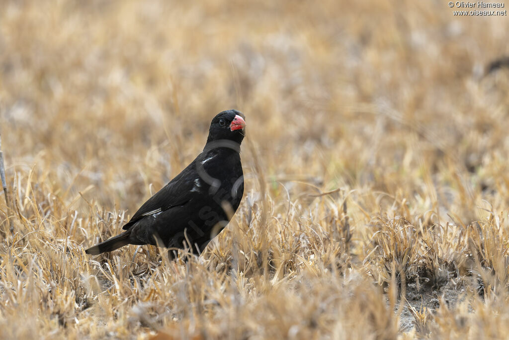 Red-billed Buffalo Weaver male, identification