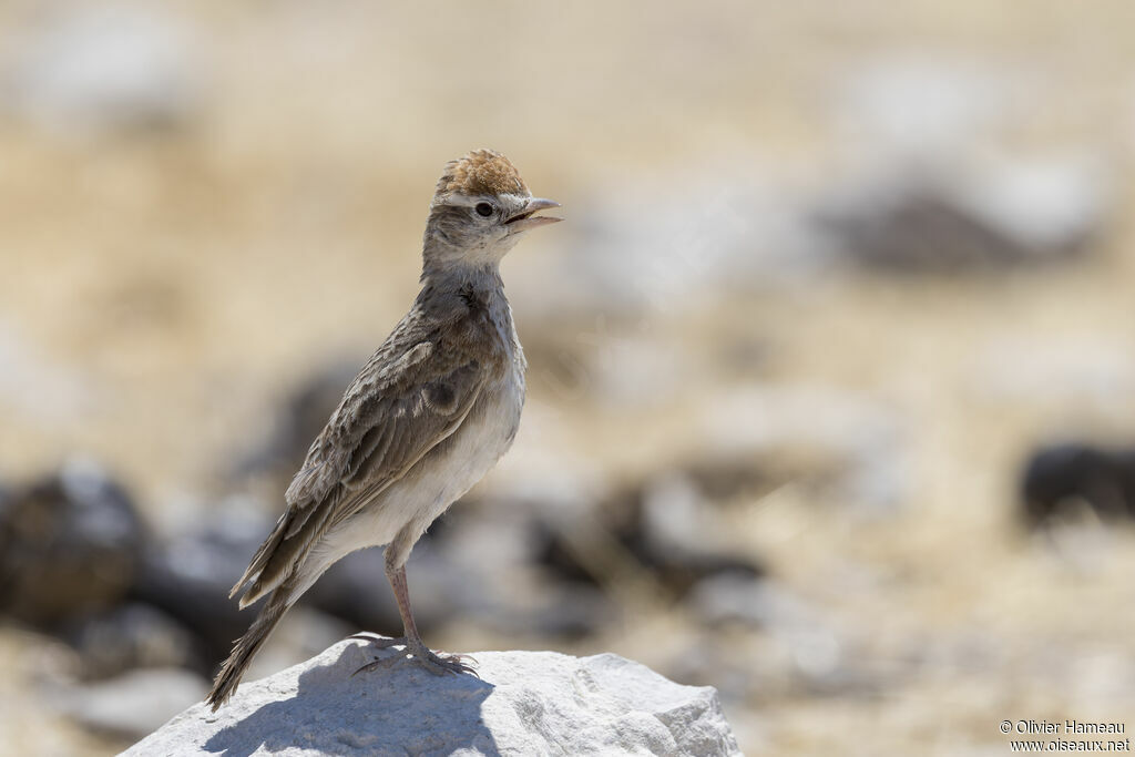 Alouette cendrille, identification