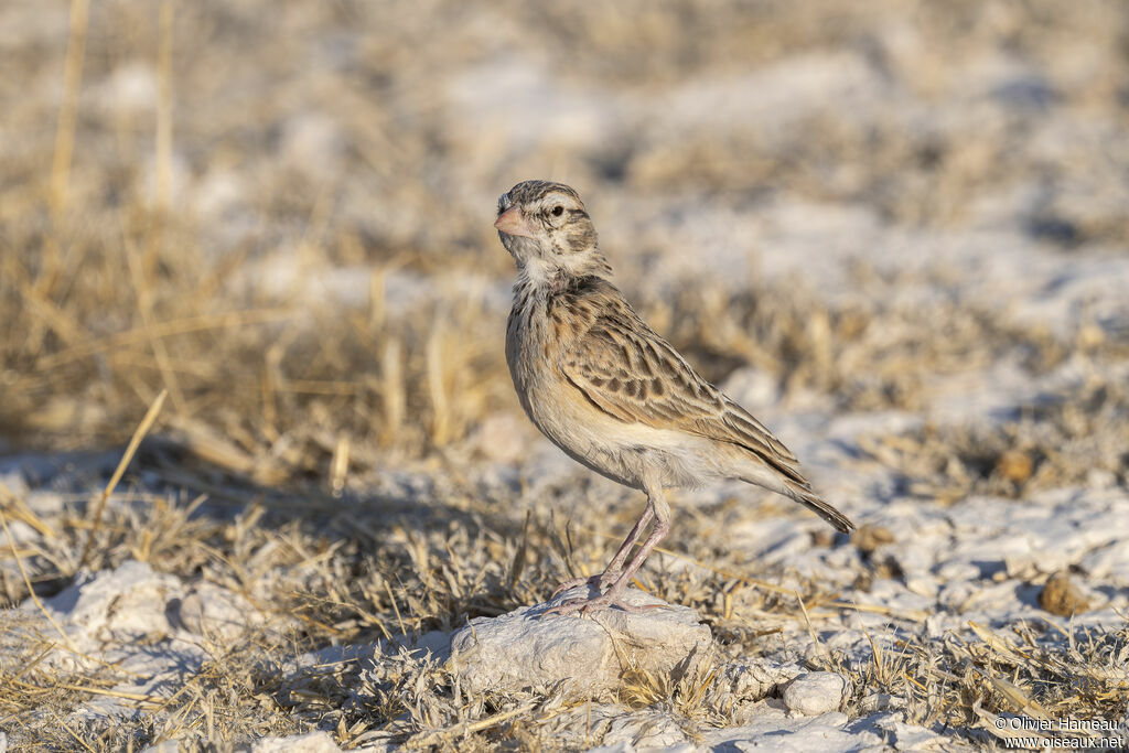 Stark's Larkadult, identification
