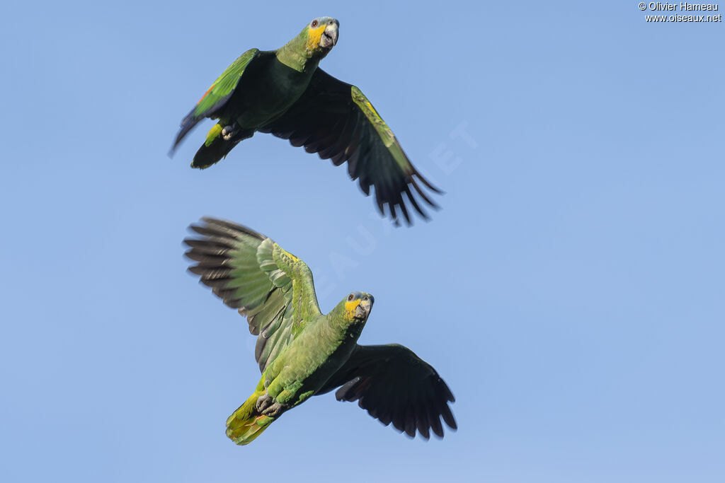 Orange-winged Amazon