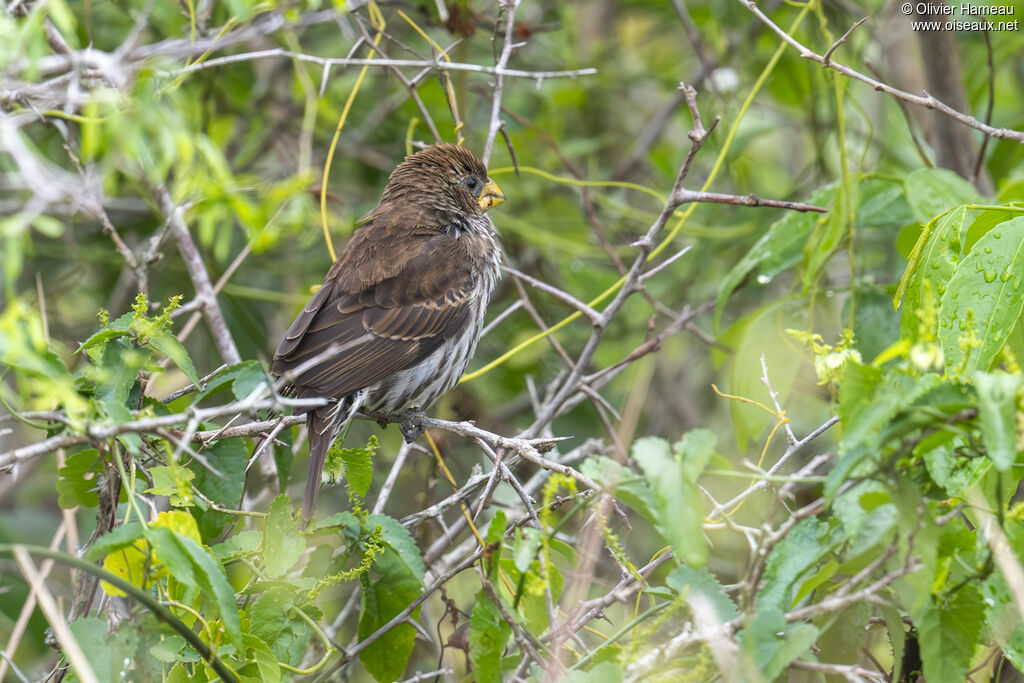 Amblyospize à front blanc femelle adulte, identification
