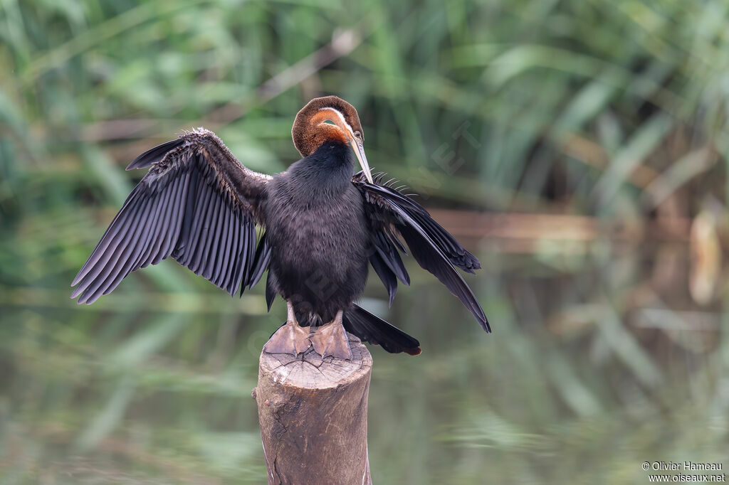 African Darteradult, identification, care