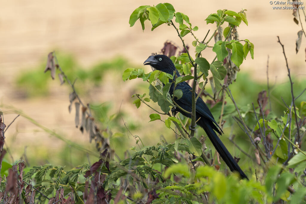 Ani des palétuviers