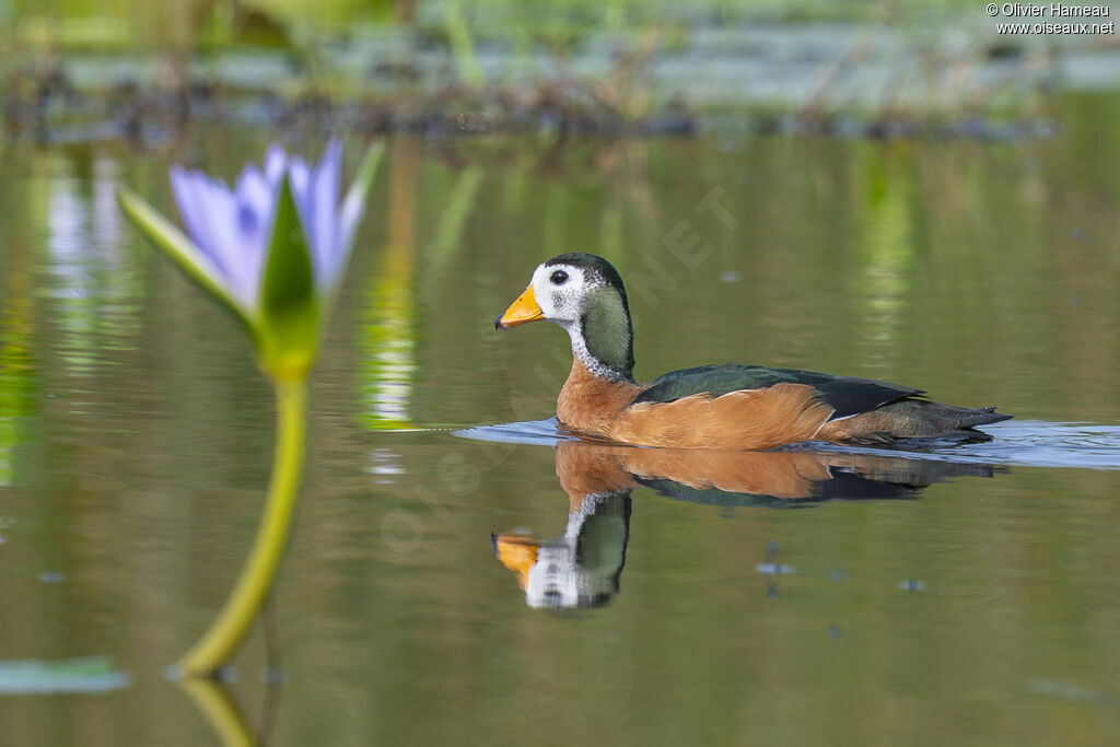 Anserelle naine mâle adulte, identification, nage