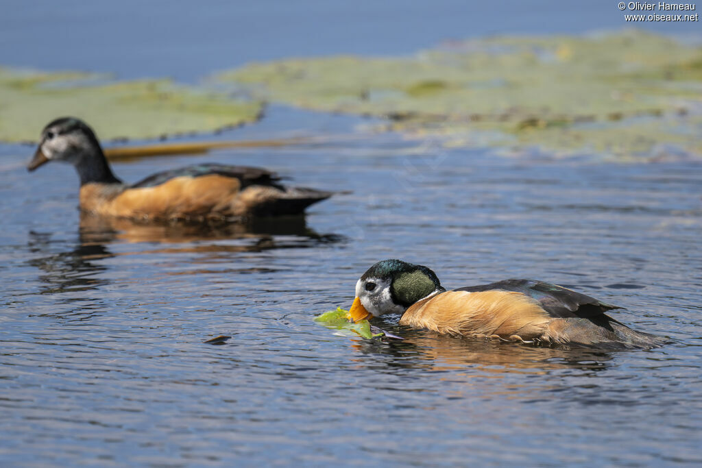 Anserelle naineadulte, mange