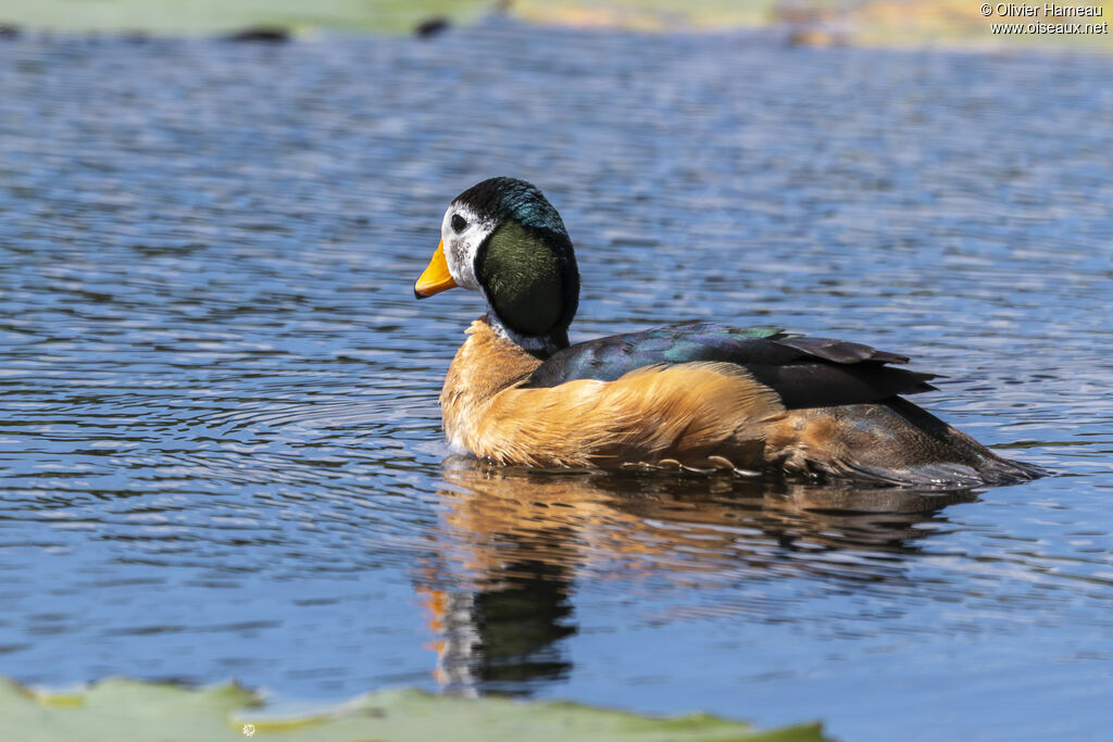 Anserelle naine mâle adulte, identification
