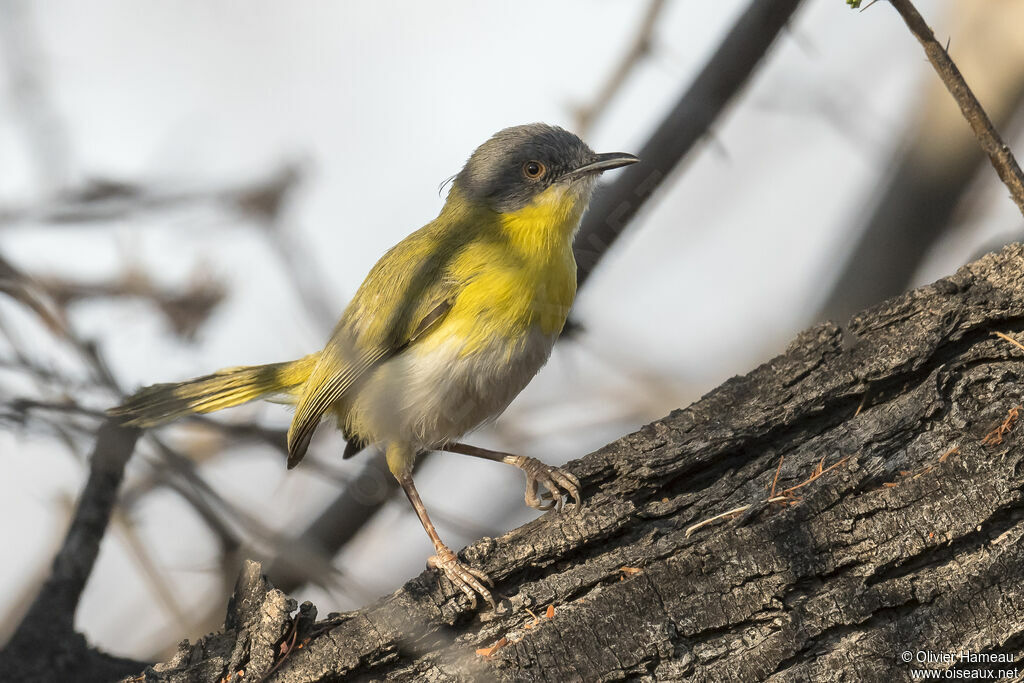 Apalis à gorge jaune femelle adulte, identification