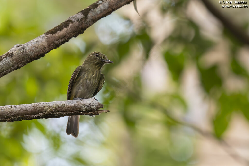 Attila à croupion jaune