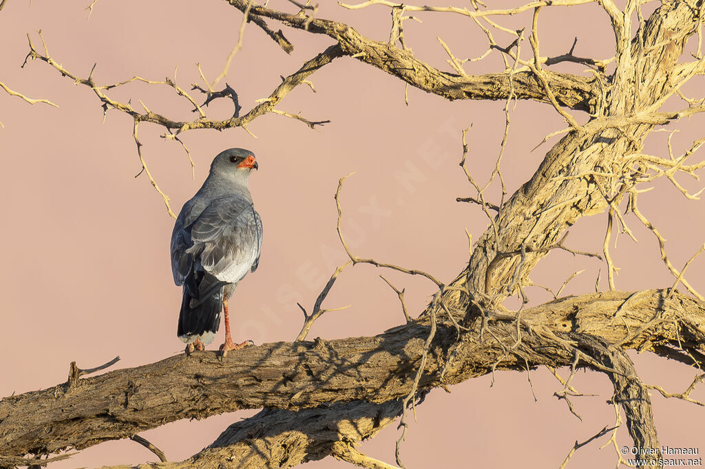 Pale Chanting Goshawkadult, identification