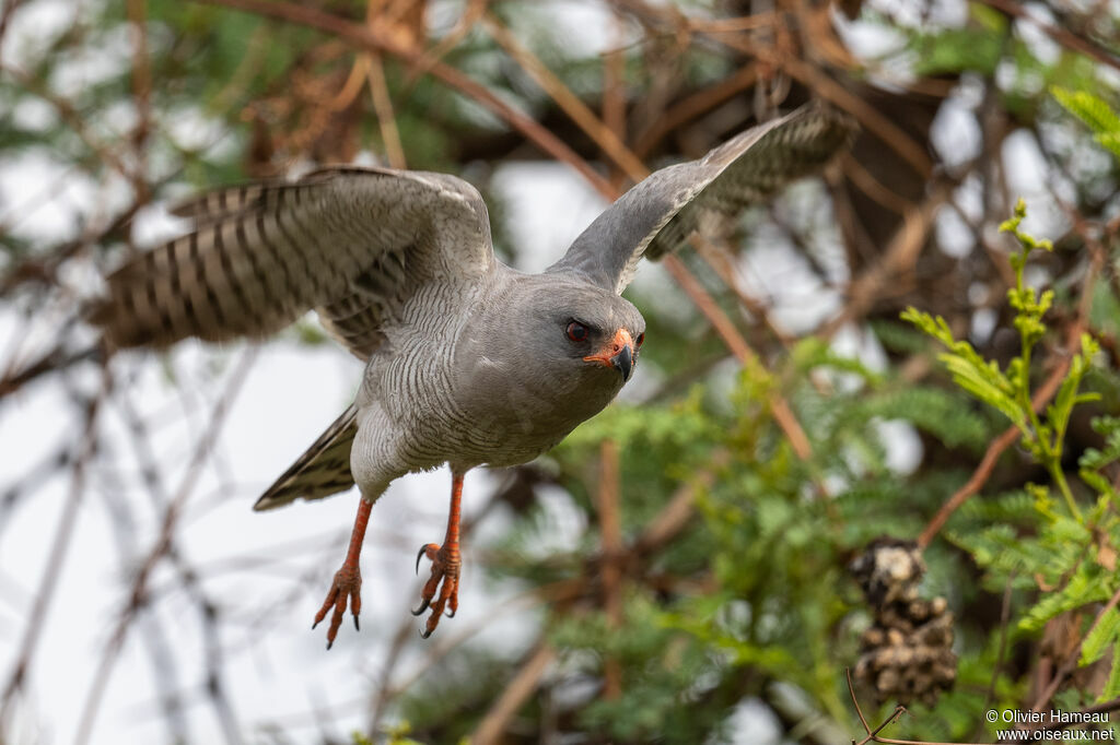 Gabar Goshawkadult, Flight