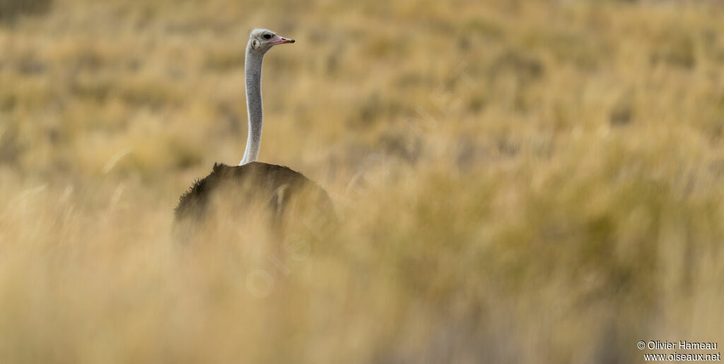 Common Ostrich male adult, identification