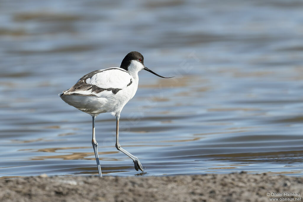 Avocette éléganteadulte, identification