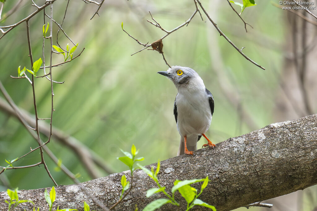Bagadais casquéadulte, habitat