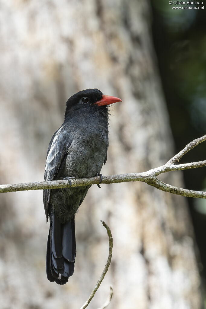 Black Nunbird