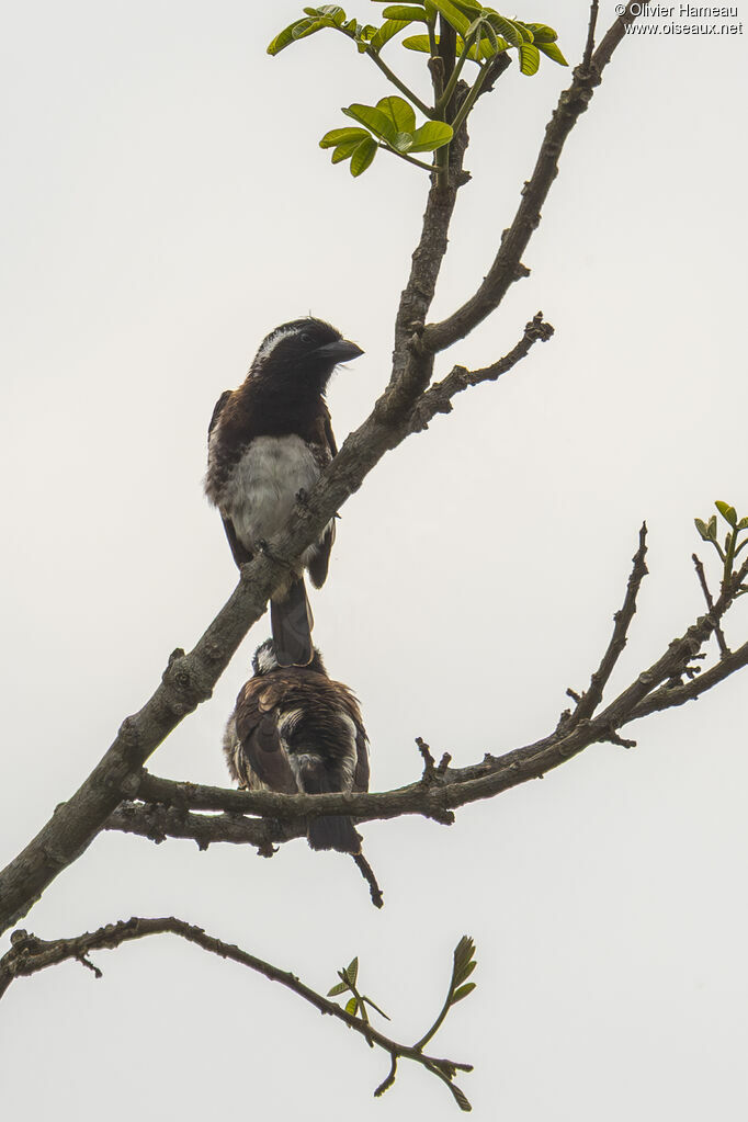 Barbican oreillardadulte, identification