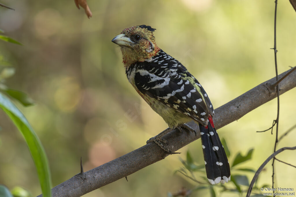 Crested Barbetadult, identification