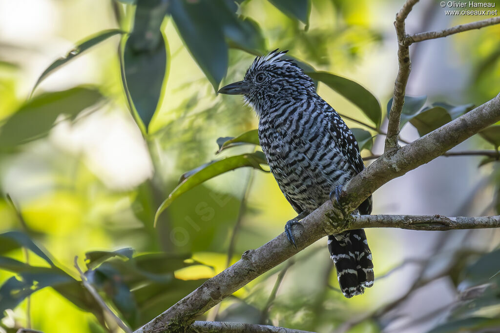 Barred Antshrike