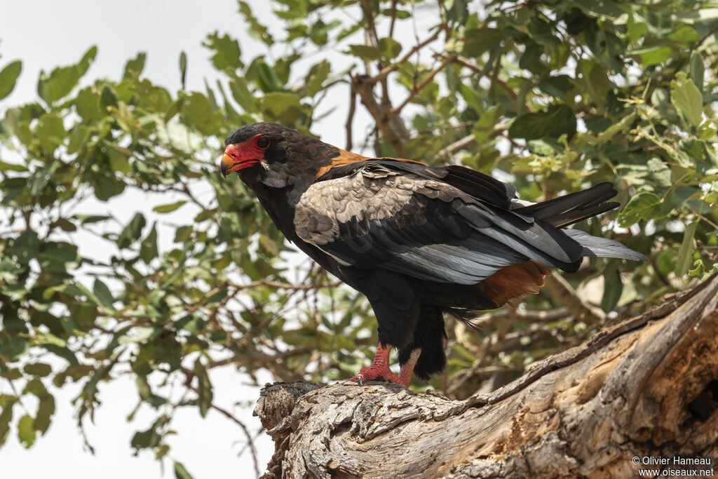 Bateleur male adult, identification