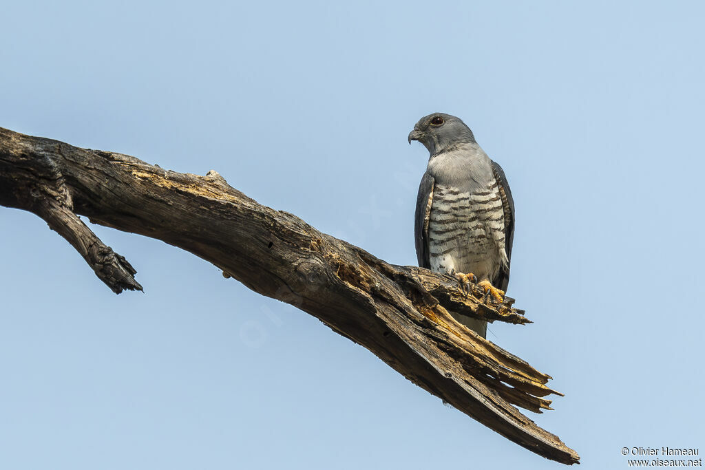 African Cuckoo-Hawk male adult, identification