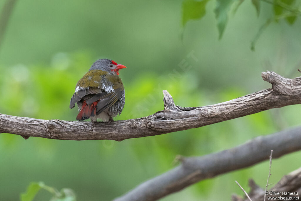 Beaumarquet melba mâle adulte, identification