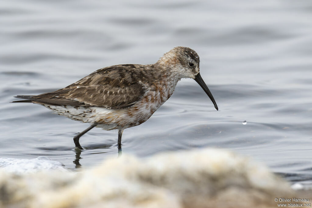 Curlew Sandpiperadult transition, identification, walking