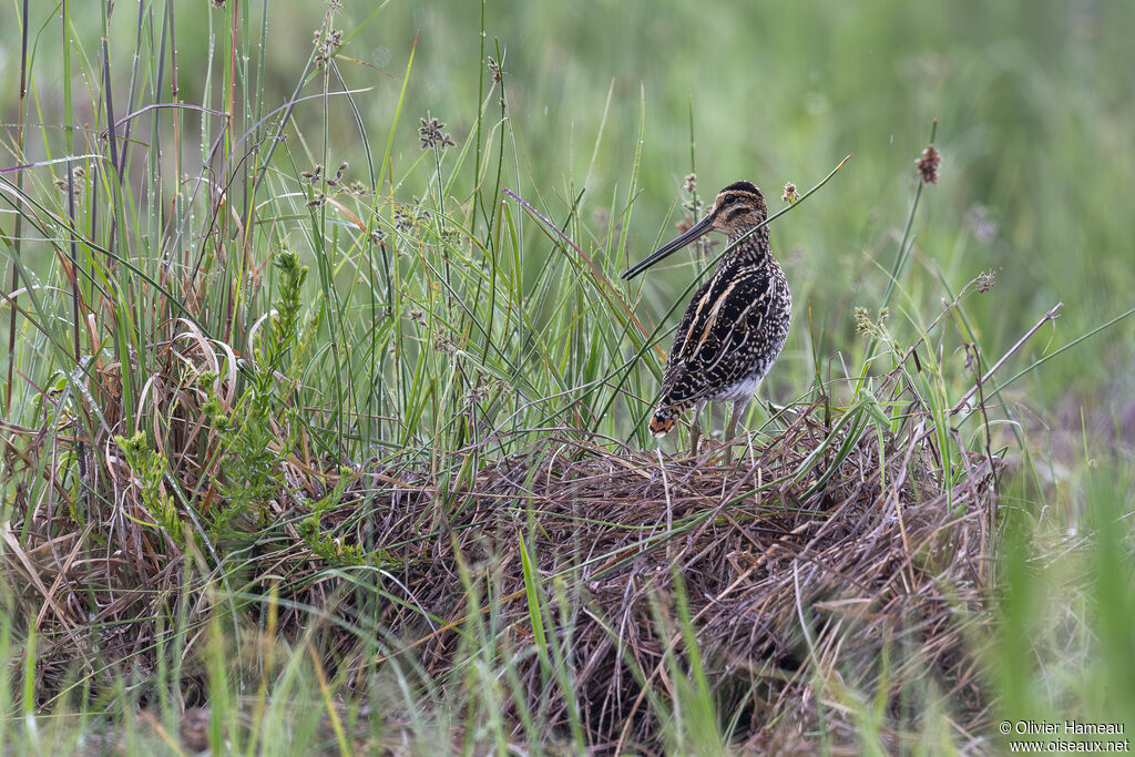 African Snipeadult, habitat, song