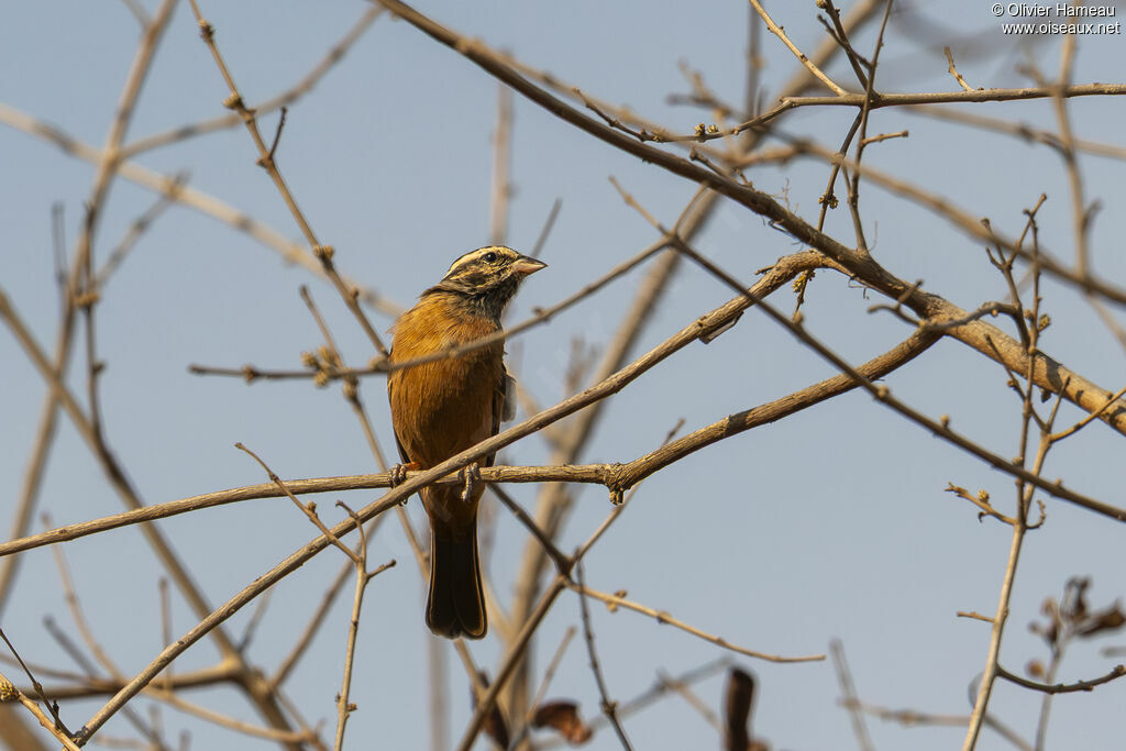 Bruant cannelle femelle, identification