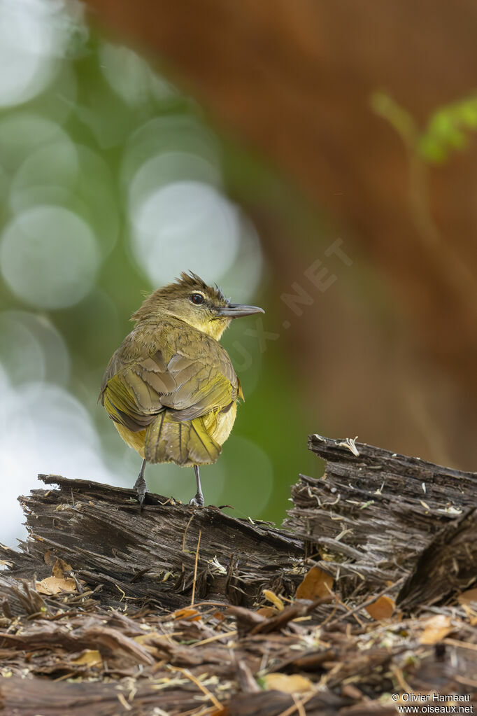 Bulbul à poitrine jauneadulte, identification