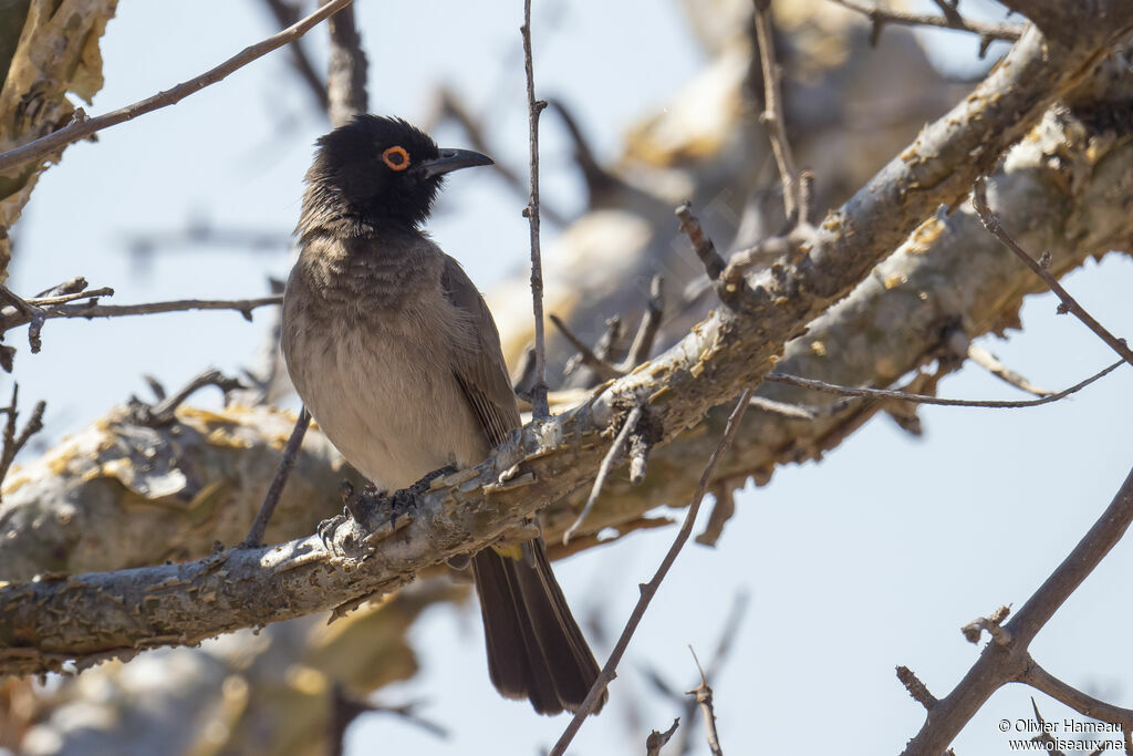 Bulbul brunoiradulte, identification