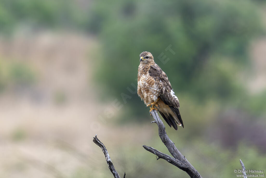 Buse des steppesadulte, identification