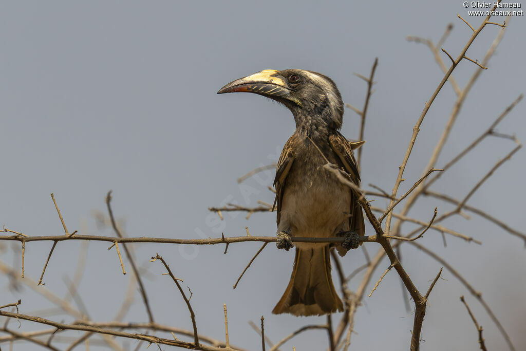 Calao à bec noir femelle, identification