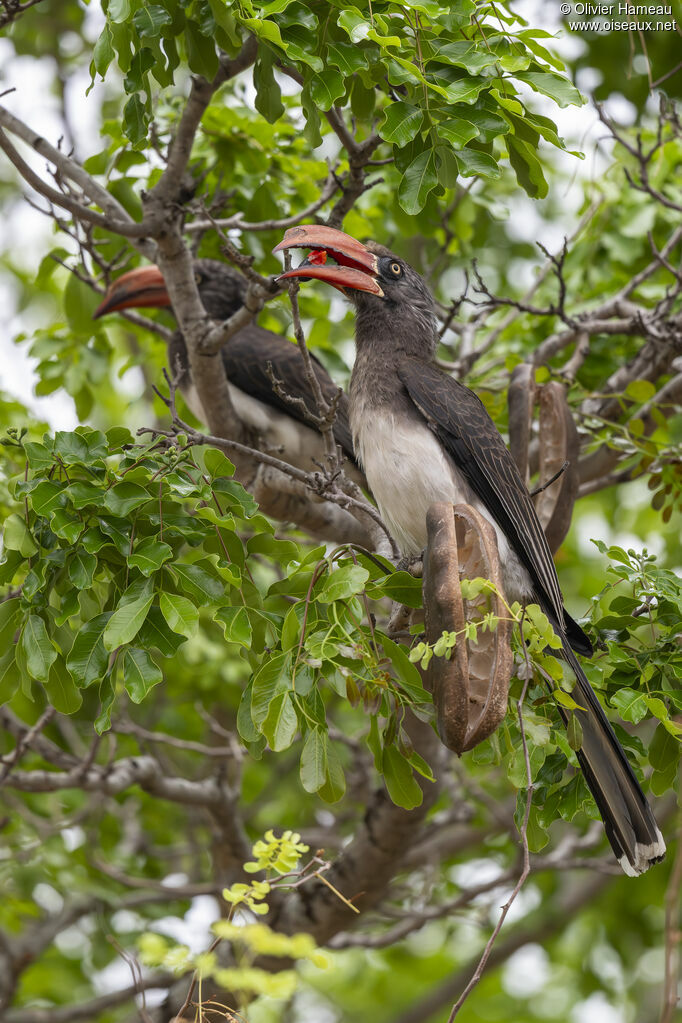 Calao couronnéadulte, identification, mange