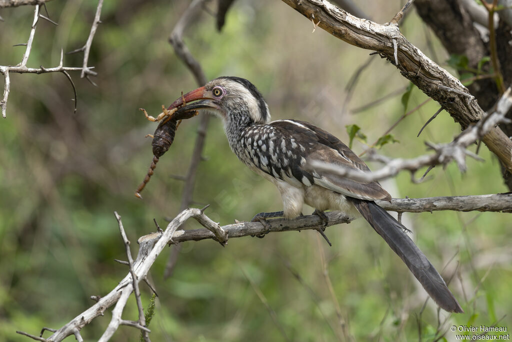 Southern Red-billed Hornbilladult, identification, feeding habits, eats