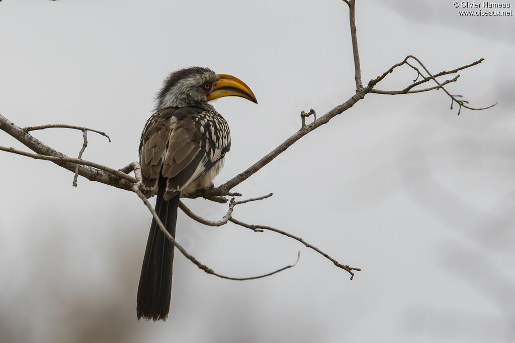 Calao leucomèle, identification