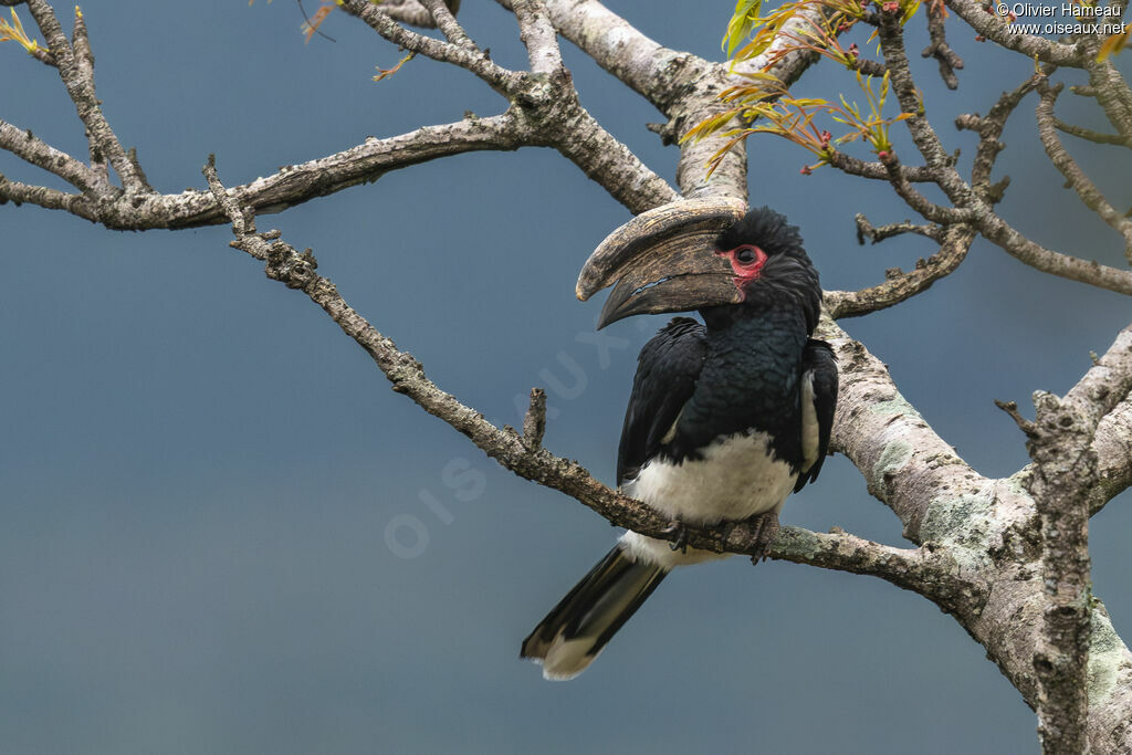 Calao trompette mâle adulte, identification