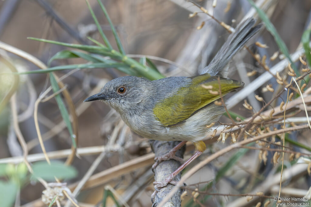 Camaroptère à dos grisadulte, identification
