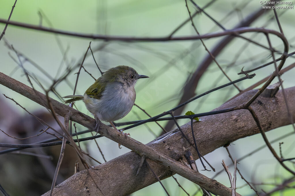 Camaroptère à tête griseadulte, identification