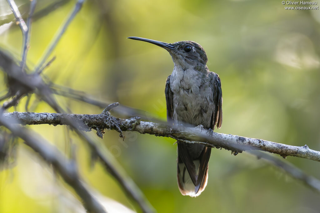 Campyloptère à ventre gris