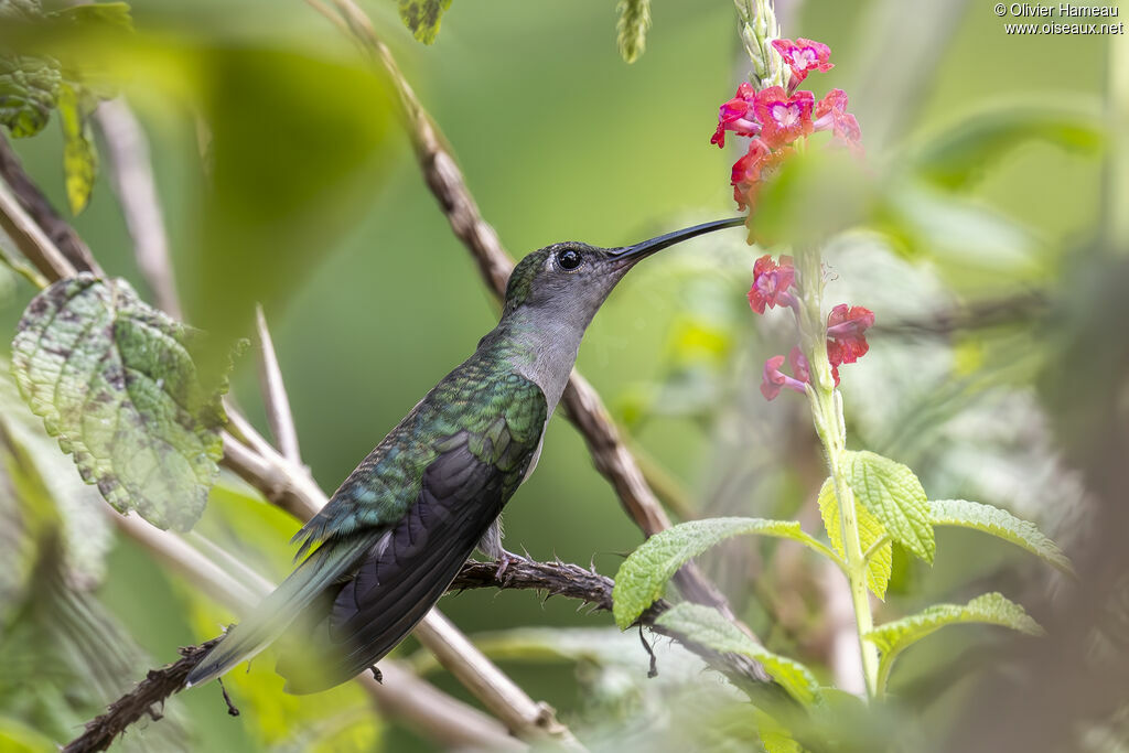 Campyloptère à ventre gris