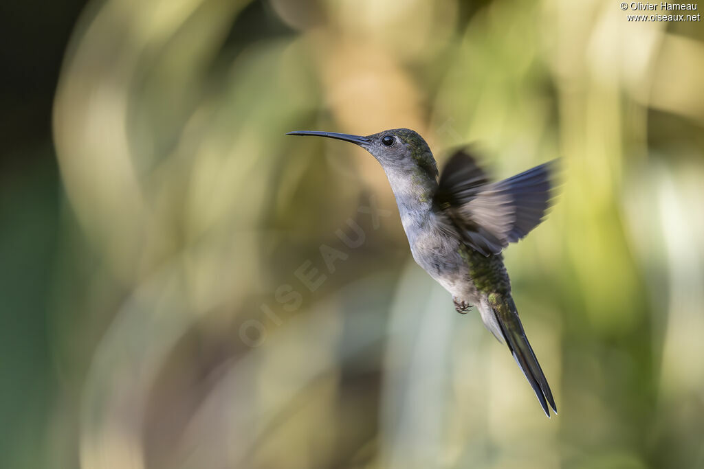 Campyloptère à ventre gris