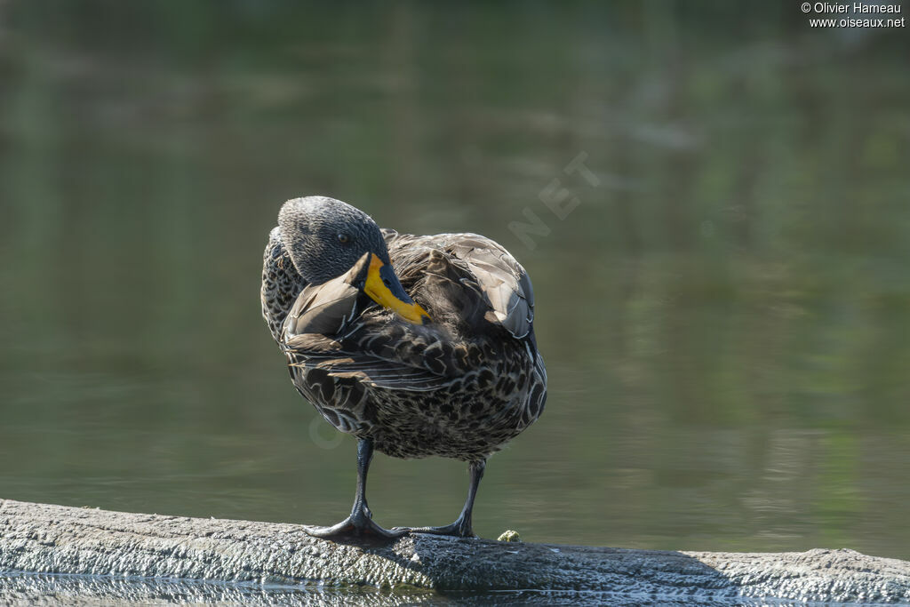 Canard à bec jauneadulte, identification