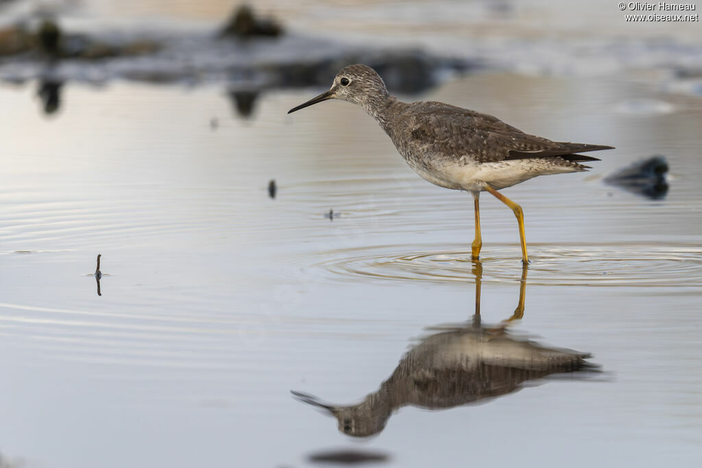 Chevalier à pattes jaunes - Petit Chevalier<br />